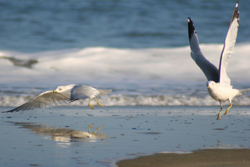Two Seagulls in flight over the crashing surf