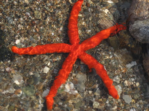 Stella rossa