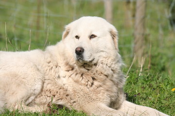 le magnifique montagne des pyrenees