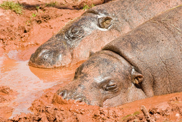 Fototapeta premium Pygmy Hippos in mud bath
