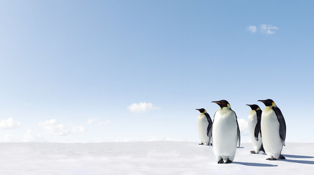 Emperor Penguins in Antacrctica
