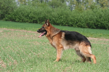 berger allemand cool © Dogs