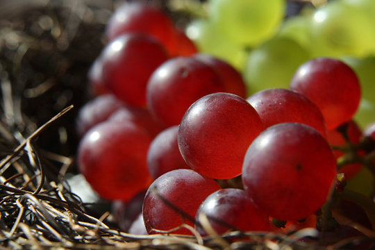 Rote und grüne Weintrauben