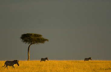 Fototapeta na wymiar Dzikie zwierzęta na safari w Masai Mara w Kenii Afryki