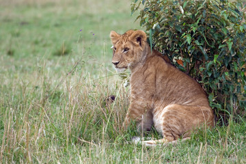 The wild animals on Safari in the Masai Mara Kenya Africa