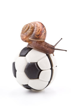 Garden snail on a football on a white background