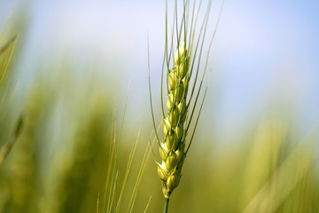 Wheat Straw