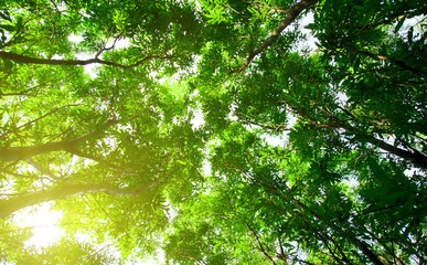 Fototapeta premium rays of sun in deep forest