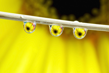 Gerbera reflection in water drops