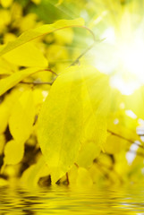 sunlight water and yellow leaves of fall