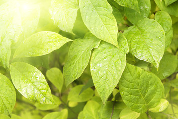 green leaves and sunlight