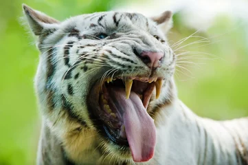Papier Peint photo Lavable Tigre hungry white tiger