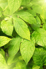 green leaves and sunlight