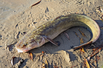 Burbot