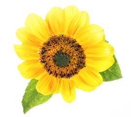 Beautiful sunflower