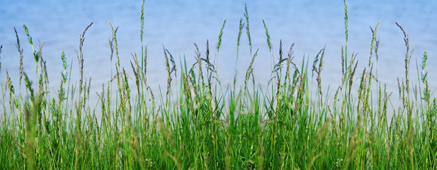 Haymaking on a coast of the river