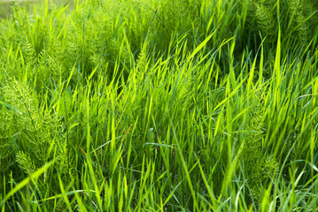 spring green grass