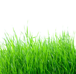 Fototapeta premium green grass isolated on the white background