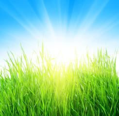 Fototapeta premium green grass and yellow sun