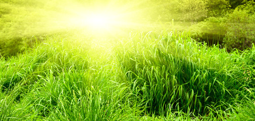 sunset and green spring grass