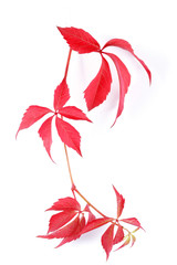 Hanging shoot of a climbing plant