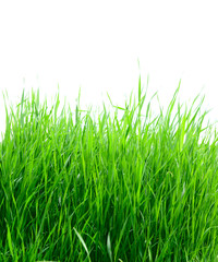 green grass isolated on the white background