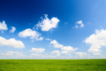 Fototapeta na wymiar field of flax and blue sky