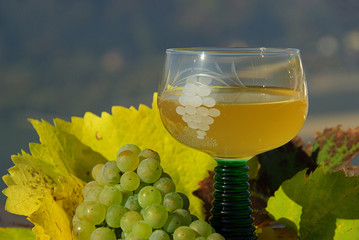 Federweißer - new wine 13