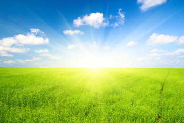 Fototapeta na wymiar green field z lnu i błękitne niebo