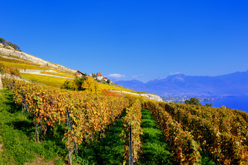Naklejka premium Lavaux Vineyards and the Swiss Alps