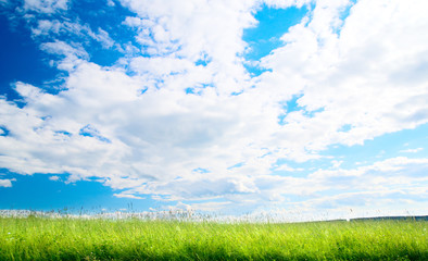 summer landscape field of green grass