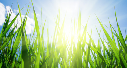 grass and sun