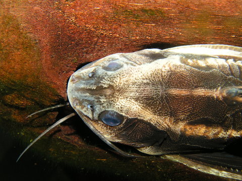 Nahaufnahme des Kopfes eines Liniendornwelses (Pseudacanthicus spinosus) im Aquarium &ndash; detaillierte Ansicht eines tropischen S&uuml;&szlig;wasserfisches