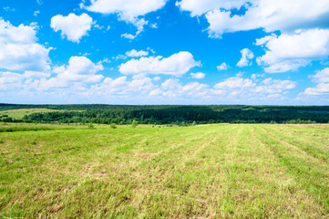 field harvested grass