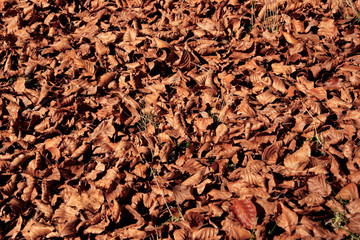 feuilles mortes