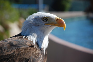 Aigle américain