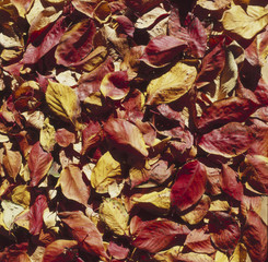 fallen leaves