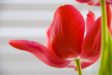 A red tulip in full bloom