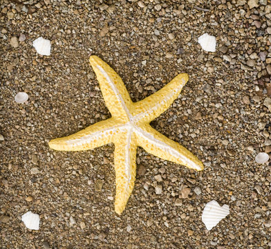 Starfish and shells on beach