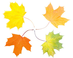 maple leaf, leaves isolated on white background