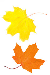 maple leaf, yellow and red leaves isolated on white