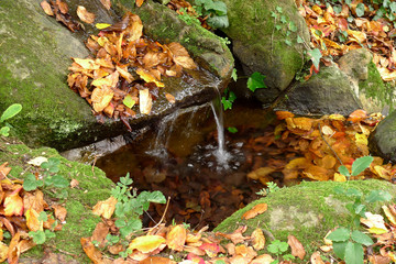 cours d'eau en automne