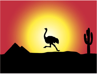 Wild ostrich is runing across the desert