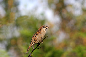 sparrow