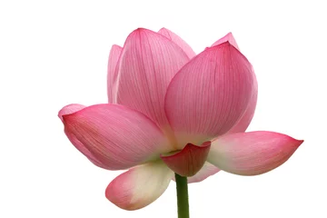 Photo sur Plexiglas fleur de lotus ハスの花