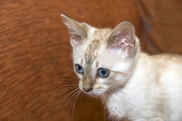 A Bengal kitten  on an orange sofa