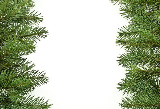 fir tree branches,