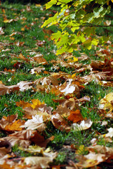 Herbstblätter