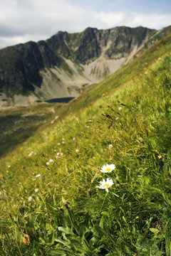Two Daisies with the Mountains against Backgroud