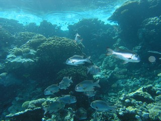 Naklejka na ściany i meble Shoal of fish on the reef